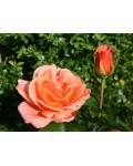 Hybrid tea rose Cherry Brandy